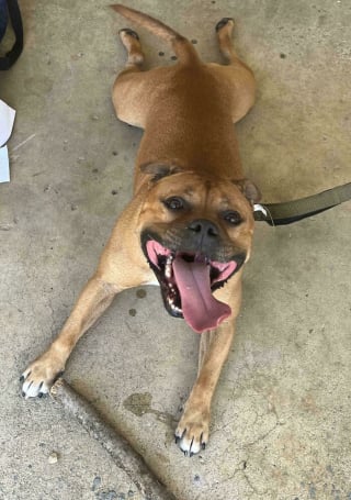 Illustration de l'article : 12 photos émouvantes d’animaux tout juste adoptés par leur nouvelle famille