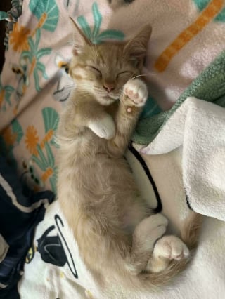 Illustration de l'article : 12 photos émouvantes d’animaux tout juste adoptés par leur nouvelle famille