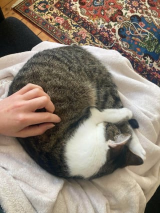 Illustration de l'article : 12 photos émouvantes d’animaux tout juste adoptés par leur nouvelle famille