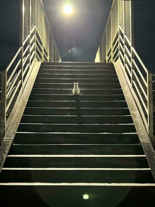 Illustration de l'article : 12 photos qui pourraient prouver que les chats sont des aliens débarqués sur Terre