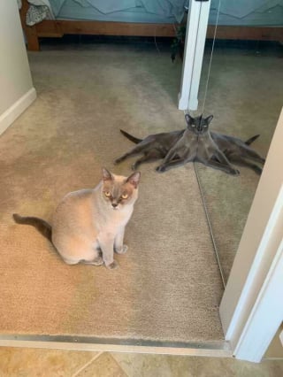 Illustration de l'article : 12 photos qui pourraient prouver que les chats sont des aliens débarqués sur Terre