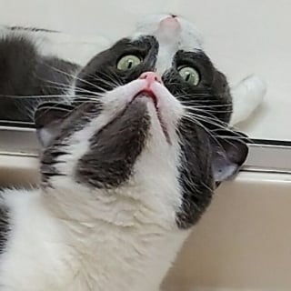 Illustration de l'article : 12 photos qui pourraient prouver que les chats sont des aliens débarqués sur Terre