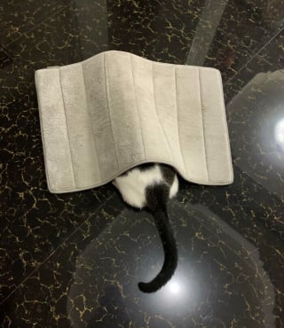 Illustration de l'article : 15 photos d’animaux qui jouaient à cache-cache et ne savaient pas qu’ils passeraient pour des clowns