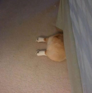 Illustration de l'article : 15 photos d’animaux qui jouaient à cache-cache et ne savaient pas qu’ils passeraient pour des clowns