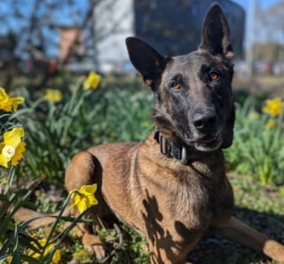 Illustration de l'article : Après une carrière exemplaire, ce chien policier prend sa retraite et transmet le flambeau à ses chiots