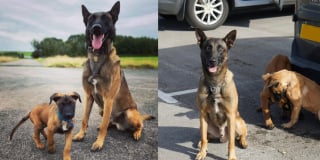 Illustration de l'article : Après une carrière exemplaire, ce chien policier prend sa retraite et transmet le flambeau à ses chiots