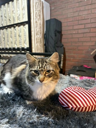 Illustration de l'article : Heureuse d’avoir fait adopter l’un de leurs chatons, elles déchantent en apprenant qu’il a été abandonné sur la route le jour même 