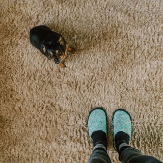 Illustration de l'article : Une scientifique révèle les raisons qui poussent votre animal à vomir sur les tapis 