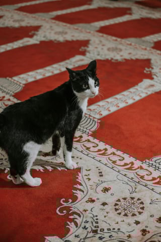 Illustration de l'article : Une scientifique révèle les raisons qui poussent votre animal à vomir sur les tapis 