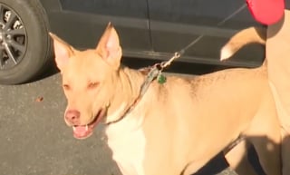 Illustration de l'article : Une famille entière doit la vie à son chien dont les aboiements ont été plus efficaces que l'alarme incendie