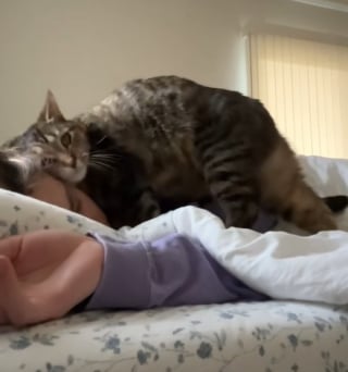 Illustration de l'article : Un chat met tout son cœur et son énergie pour réveiller sa propriétaire qui essaye de faire la grasse matinée (vidéo) 