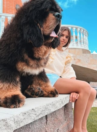 Illustration de l'article : A 8 mois seulement, ce magnifique Dogue du Tibet ne tient déjà plus dans les bras de son propriétaire (vidéo) 