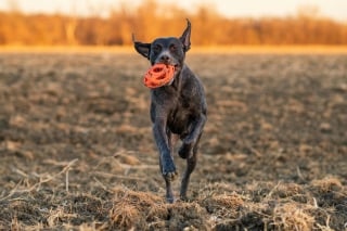 Illustration de l'article : 10 conseils de sécurité pour passer un automne en toute sécurité avec nos animaux de compagnie
