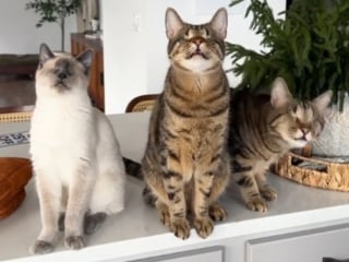 Illustration de l'article : 3 chats aveugles découvrent la vie à leur manière et prouvent qu’on peut être heureux sans rien voir (vidéo)
