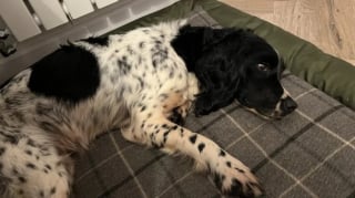 Illustration de l'article : Disparue depuis 2 mois, cette chienne en détresse se retrouve piégée dans des fils barbelés et interpelle un fermier qui vient la sauver