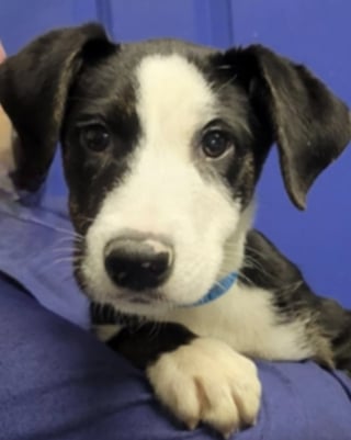 Illustration de l'article : Adopté en refuge puis de nouveau abandonné, ce petit chiot a sombré dans la tristesse avant de se voir offrir une troisième chance