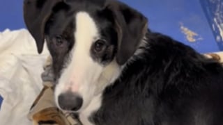 Illustration de l'article : Adopté en refuge puis de nouveau abandonné, ce petit chiot a sombré dans la tristesse avant de se voir offrir une troisième chance