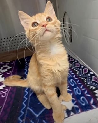 Illustration de l'article : Jeté d’une voiture en marche, ce chaton polydactyle au bassin fracturé lutte pour retrouver sa mobilité (vidéo)