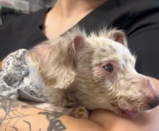 Illustration de l'article : Le sauvetage émouvant d’un chien de 12 ans pour qui tous les espoirs semblaient avoir disparu (vidéo)