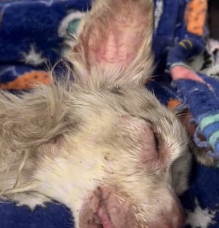 Illustration de l'article : Le sauvetage émouvant d’un chien de 12 ans pour qui tous les espoirs semblaient avoir disparu (vidéo)