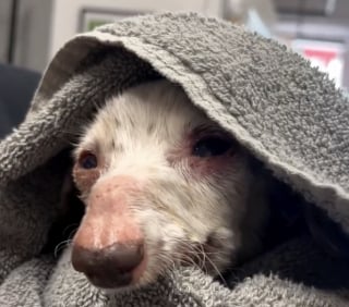 Illustration de l'article : Le sauvetage émouvant d’un chien de 12 ans pour qui tous les espoirs semblaient avoir disparu (vidéo)