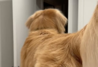 Illustration de l'article : "Où est ton père ?”, un maître se cache dans le dressing, et cette simple phrase suffit pour que son Golden Retriever le cherche avec une joie débordante (vidéo)