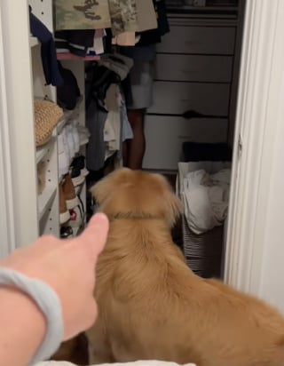 Illustration de l'article : "Où est ton père ?”, un maître se cache dans le dressing, et cette simple phrase suffit pour que son Golden Retriever le cherche avec une joie débordante (vidéo)