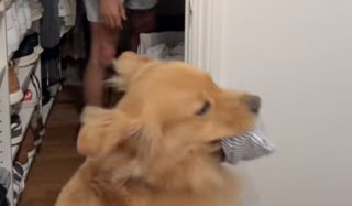 Illustration de l'article : "Où est ton père ?”, un maître se cache dans le dressing, et cette simple phrase suffit pour que son Golden Retriever le cherche avec une joie débordante (vidéo)
