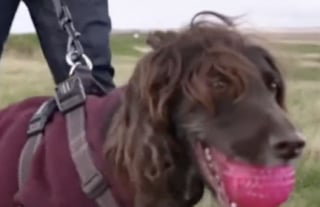 Illustration de l'article : 3 semaines après avoir joué avec un bâton cette chienne réalise une radio et est transférée immédiatement au bloc opératoire