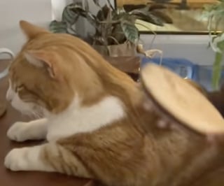 Illustration de l'article : Ce chat se rend tous les jours chez ses voisines pour une séance de massage personnalisée (vidéo)