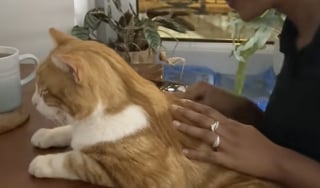 Illustration de l'article : Ce chat se rend tous les jours chez ses voisines pour une séance de massage personnalisée (vidéo)