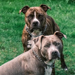 Illustration de l'article : Ce dog-sitter passionné a choisi de s’occuper principalement des "molosses", des chiens que beaucoup redoutent, et il leur rend enfin justice