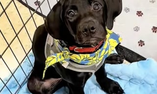 Illustration de l'article : Ce chiot de refuge attend désespérément son tour après avoir vu son frère et sa sœur le quitter pour vivre leur vie dans de nouvelles familles