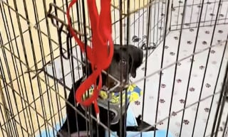 Illustration de l'article : Ce chiot de refuge attend désespérément son tour après avoir vu son frère et sa sœur le quitter pour vivre leur vie dans de nouvelles familles