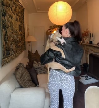 Illustration de l'article : Cette chienne rescapée d’un tir dans la tête apprend l’amour et la bienveillance pendant sa convalescence (vidéo)