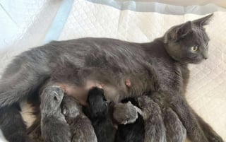 Illustration de l'article : Sauvée seule, cette chatte donne naissance à 7 adorables chatons quelques jours après son arrivée dans une famille d’accueil