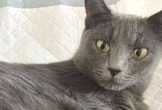 Illustration de l'article : Sauvée seule, cette chatte donne naissance à 7 adorables chatons quelques jours après son arrivée dans une famille d’accueil