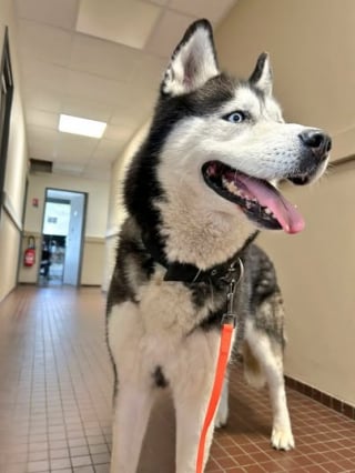 Illustration de l'article : Il part en vacances pendant un mois et demi et laisse son chien seul, attaché contre un arbre, car il ne trouve personne pour le garder