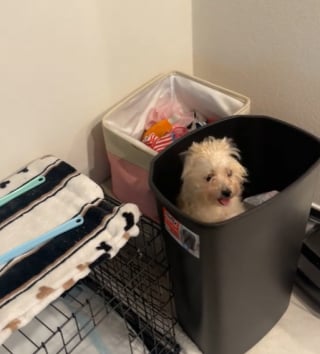 Illustration de l'article : En rentrant à la maison, elle découvre son chien pris à son propre piège (vidéo) 