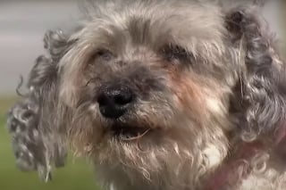 Illustration de l'article : Après 10 ans de séparation, un chien et son humain se retrouvent comme si rien n’avait changé