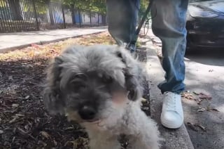Illustration de l'article : Après 10 ans de séparation, un chien et son humain se retrouvent comme si rien n’avait changé