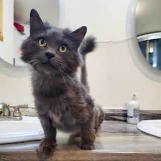 Illustration de l'article : Couvert de cicatrices et de n&oelig;uds, ce chat errant doit &ecirc;tre enti&egrave;rement tondu pour r&eacute;v&eacute;ler sa vraie beaut&eacute;