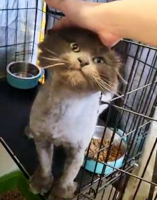 Illustration de l'article : Couvert de cicatrices et de n&oelig;uds, ce chat errant doit &ecirc;tre enti&egrave;rement tondu pour r&eacute;v&eacute;ler sa vraie beaut&eacute;