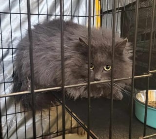 Illustration de l'article : Couvert de cicatrices et de n&oelig;uds, ce chat errant doit &ecirc;tre enti&egrave;rement tondu pour r&eacute;v&eacute;ler sa vraie beaut&eacute;