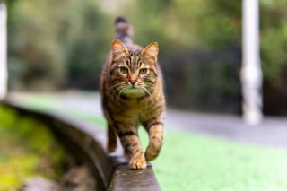 Illustration de l'article : 5 choses que nos amis félins n’aiment pas du tout