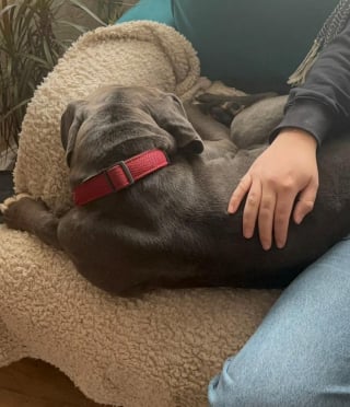 Illustration de l'article : Une heure seulement après être arrivé dans son nouveau foyer, ce chien fait preuve de la plus belle marque de confiance qui soit (vidéo)