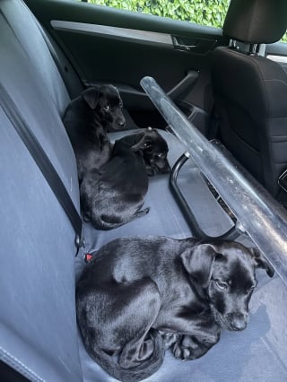 Illustration de l'article : Grâce à la vigilance de passants, ces 3 chiots Staffordshire Bull Terrier échappent à l’horreur et retrouvent l’espoir