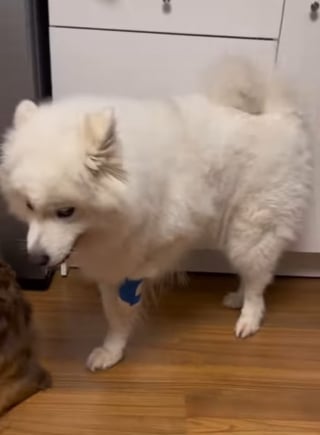 Illustration de l'article : Une chienne surprend et amuse ses humains en imitant sa congénère blessée pour recevoir plus d'attention (vidéo)
