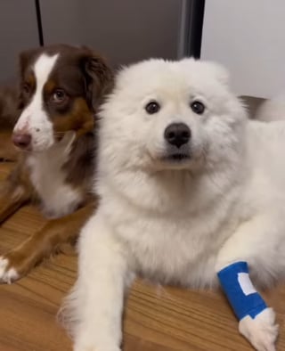 Illustration de l'article : Une chienne surprend et amuse ses humains en imitant sa congénère blessée pour recevoir plus d'attention (vidéo)