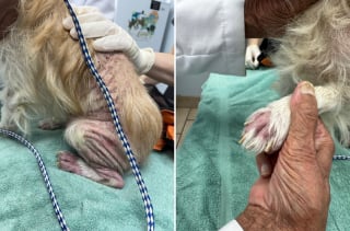 Illustration de l'article : "Aucun animal ne devrait avoir à endurer un tel niveau de négligence", la détresse silencieuse d'un chien bouleverse les bénévoles qui l'aident à s'en remettre